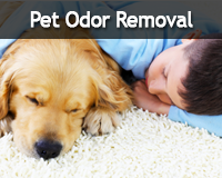 pet-odor